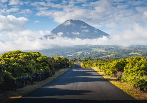 A road surrounded by trees with a mountain in the background.